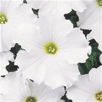 Dreams™ White Petunia Bloom