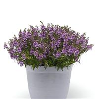 Serena® Blue Angelonia Container