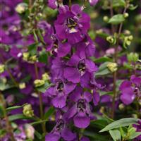 Serena® Purple Angelonia Bloom