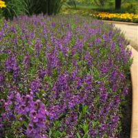 Serena® Purple Angelonia Commercial Landscape 1