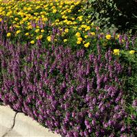 Serena® Purple Angelonia Landscape