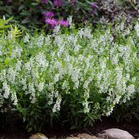 Serena® White Angelonia Commercial Landscape 1