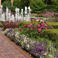 Serena® Waterfall Mixture Angelonia Commercial Landscape 1