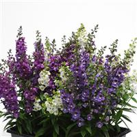 Serena® Waterfall Mixture Angelonia Container