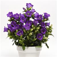 Campanella™ Blue Campanula Container