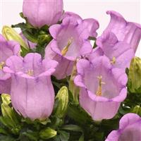 Campanella™ Lavender Campanula Bloom