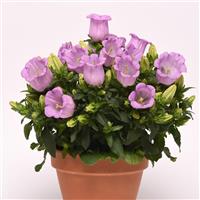 Campanella™ Lavender Campanula Container