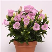 Campanella™ Pink Campanula Container