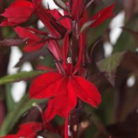 Lobelia Starship™ Scarlet Bloom