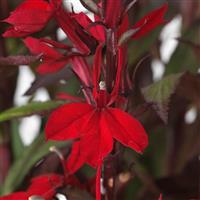 Lobelia Starship™ Scarlet Bronze Leaf Bloom