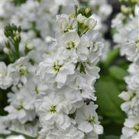 Katz Hi Double White Matthiola Bloom