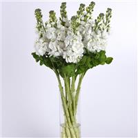 Mathilda™ White Matthiola Mono Vase, White Background