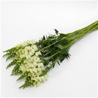 Potomac™ Ivory White Snapdragon Grower Bunch