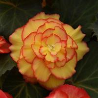 AmeriHybrid® Picotee Sunburst Tuberous Begonia Bloom
