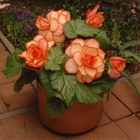 AmeriHybrid® Picotee Sunburst Tuberous Begonia Container