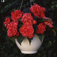 AmeriHybrid® Picotee Lace Red Tuberous Begonia Basket