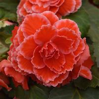 AmeriHybrid® Picotee Lace Red Tuberous Begonia Bloom