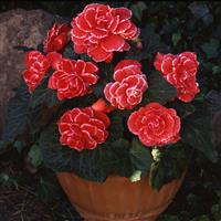 AmeriHybrid® Picotee Lace Red Tuberous Begonia Container