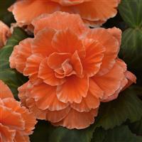 AmeriHybrid® Picotee Lace Apricot Tuberous Begonia Bloom