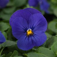 Quicktime™ Blue Viola Bloom