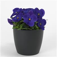 Quicktime™ Blue Viola Container