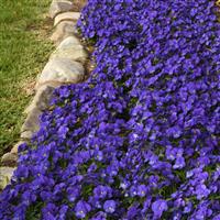 Quicktime™ Blue Viola Landscape
