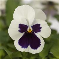 Quicktime™ White Blotch Viola Bloom