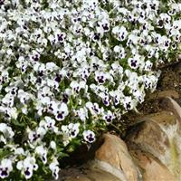 Quicktime™ White Blotch Viola Landscape