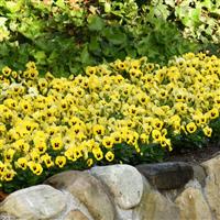 Quicktime™ Yellow Blotch Viola Landscape