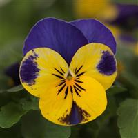 Quicktime™ Yellow Blue Jump Up Viola Bloom