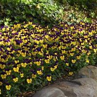 Quicktime™ Yellow Violet Jump Up Viola Landscape