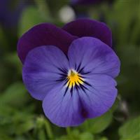 Quicktime™ Blue Purple Jump Up Viola Bloom