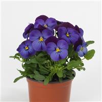 Quicktime™ Blue Purple Jump Up Viola Container