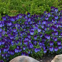 Quicktime™ Blue Purple Jump Up Viola Landscape