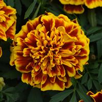 Bonanza™ Bee French Marigold Bloom