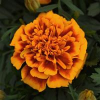 Bonanza™ Flame French Marigold Bloom