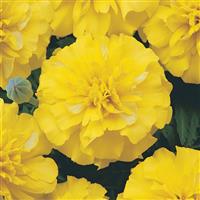 Bonanza™ Yellow French Marigold Bloom