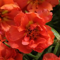 Happy Hour™ Orange Portulaca Bloom