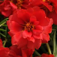 Happy Hour™ Deep Red Portulaca Bloom