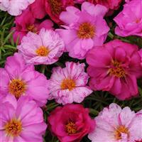 Happy Hour™ Pink Passion Mixture Portulaca Bloom