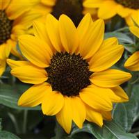 Miss Sunshine Sunflower Bloom