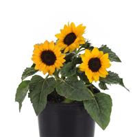 Miss Sunshine Sunflower Container