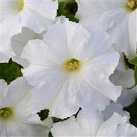 Lo Rider™ White Petunia Bloom