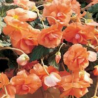 Sun Dancer™ Apricot Tuberous Begonia Bloom