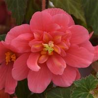 Sun Dancer™ Pink Tuberous Begonia Bloom