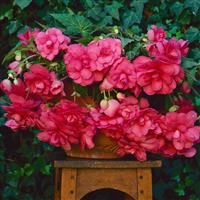 Sun Dancer™ Pink Tuberous Begonia Container