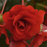 Sun Dancer™ Red Tuberous Begonia Bloom