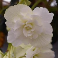 Sun Dancer™ White Tuberous Begonia Bloom