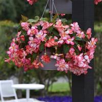 Sun Dancer™ White Pink Picotee Tuberous Begonia Basket