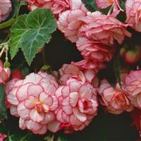 Sun Dancer™ White Pink Picotee Tuberous Begonia Bloom